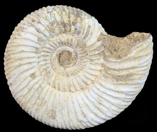 Perisphinctes Ammonite - Jurassic #54223